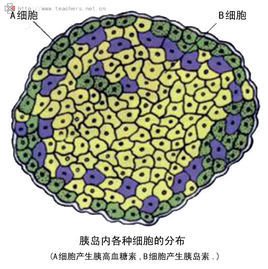 胰岛细胞