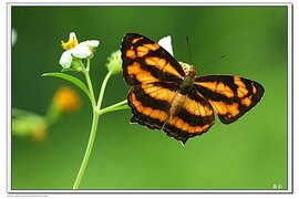 黄三线蛱蝶图片