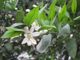 橘花 360百科 橘花 360百科