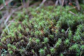毛尖紫萼藓