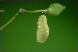 蛹 - 汉语文字  免费编辑   修改义项名
