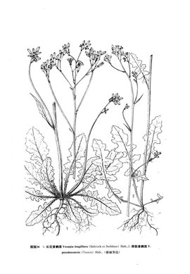 卵裂黄鹌菜植物