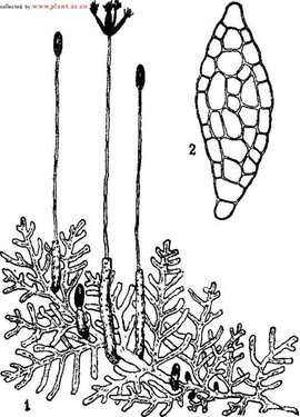 領域提 交葉苔苔類植物生物植物苔蘚植物詞條 主頁》詞條 科普》詞條