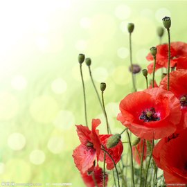 虞美人草 - 罂粟科罂粟属草本植物  免费编辑   修改义项名