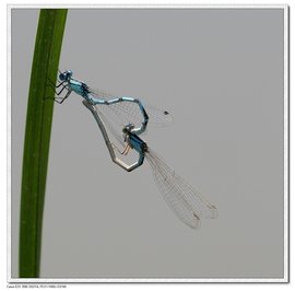 蜻蛉 360百科 蜻蛉 360百科