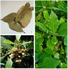 月桂叶 月桂树的叶子 360百科