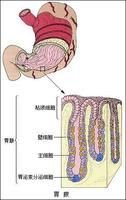 胃腺