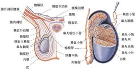 睾丸鞘膜