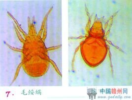 螨类_360百科