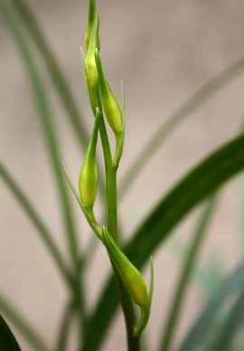 趣味园艺:春兰·寒兰