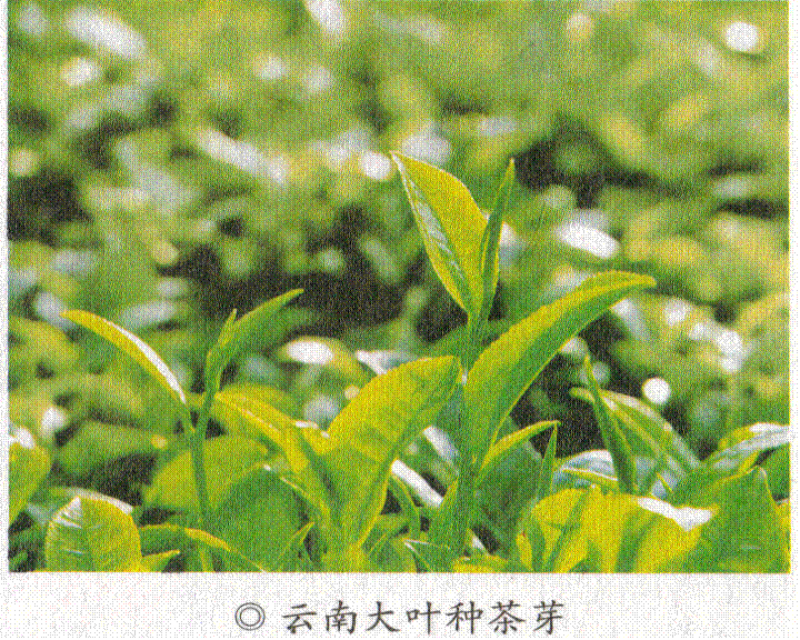 云南大叶种茶_360百科