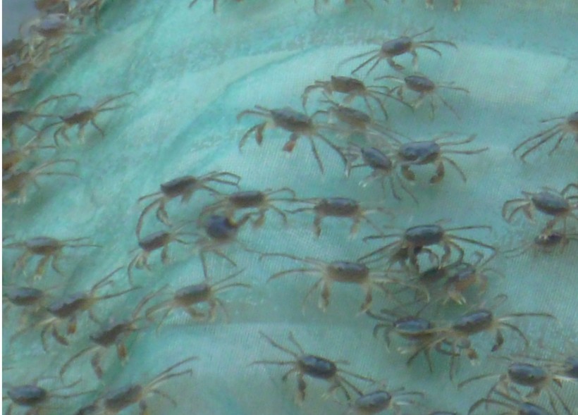 河蟹育苗 (水产学 名词)