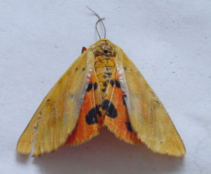 肖浑黄灯蛾图册_360百科