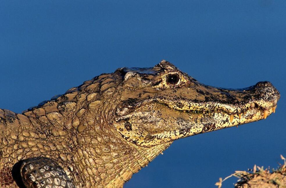 短吻鳄