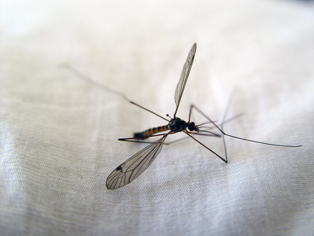 巨大な蚊、ギネス認定 四川で発見 写真4枚 国際ニュース：AFPBB News