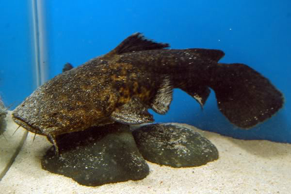 福氏头鲇 | cephalosilurus fowleri(动物 | 辐鳍鱼类)