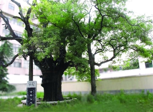 楷树图册_360百科