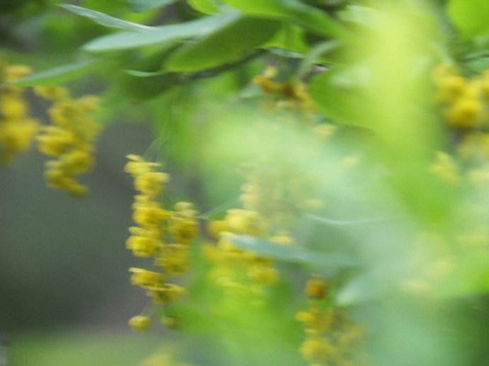 芦木_360百科
