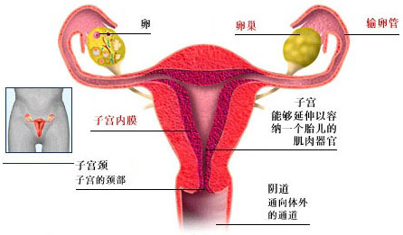 输卵管癌