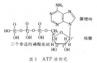 atp水解_360百科