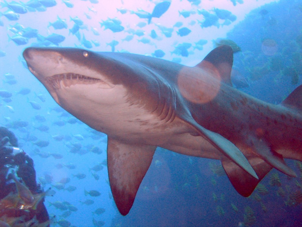 整活：虎鲸群与巨齿鲨 - 哔哩哔哩