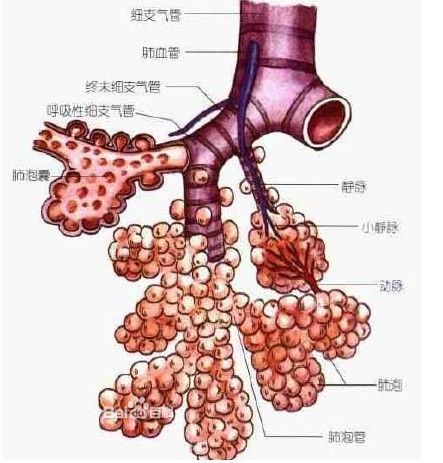 肺泡图册_360百科