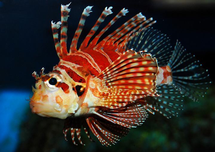 斯坦氏短吻狮子鱼