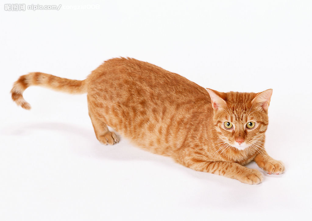 黄猫_360百科