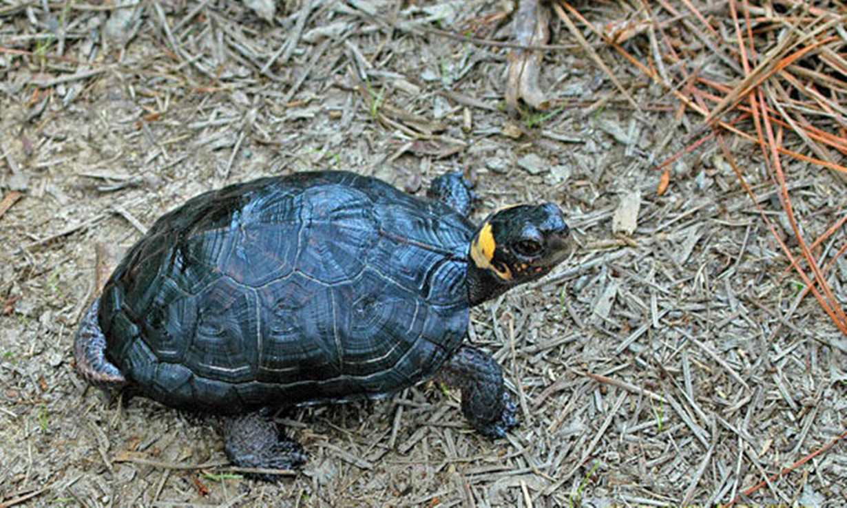 牟氏水龟图册_360百科