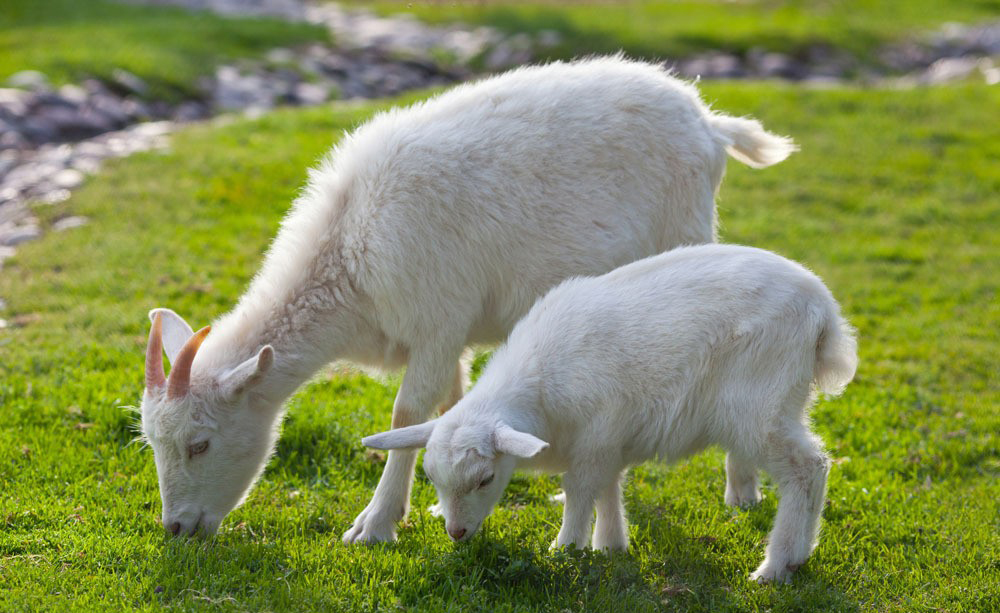 动物繁殖山羊图片