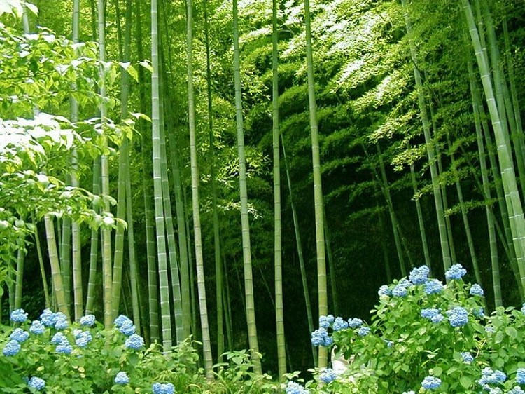 慈竹_360百科