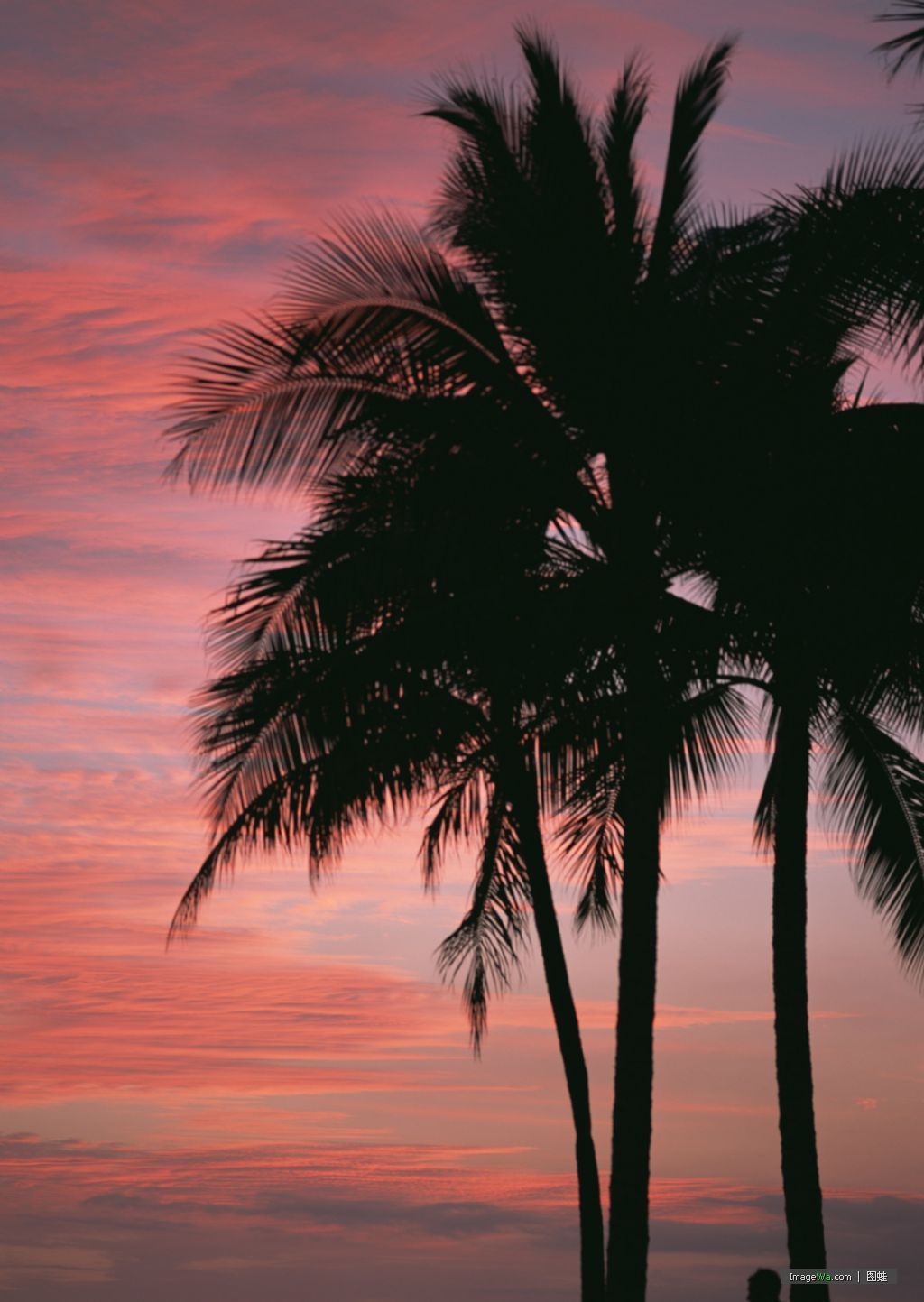 海边吹着海风的椰子树唯美清新风景壁纸图片_配图网