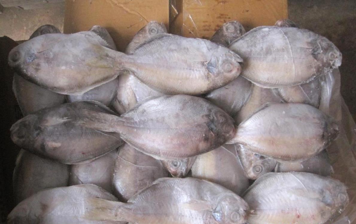 刺鲳_360百科