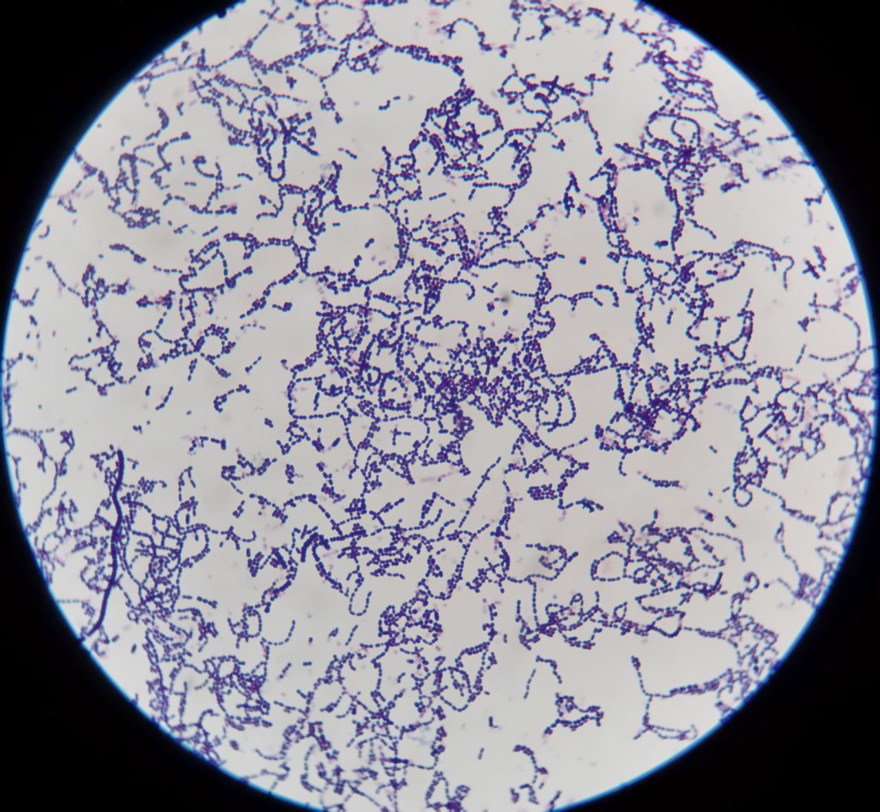 大二学习微生物时在显微镜下拍摄的照片，100%真实 - 小米社区官方论坛