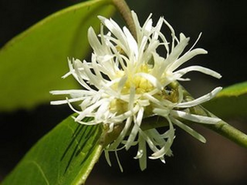 金缕梅图册_360百科