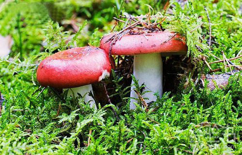 浮桥河国家湿地公园