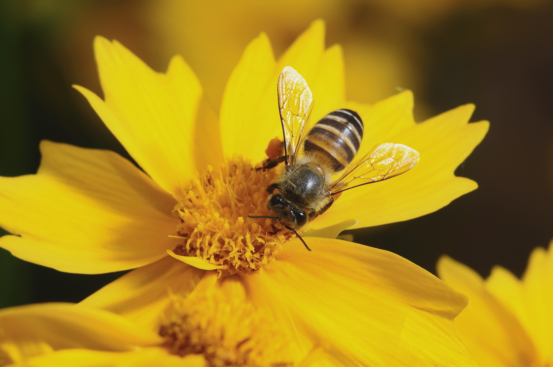 如何区分蜜蜂、胡蜂、黄蜂、马蜂、熊蜂以及那些长得像蜂的家伙？ - 知乎