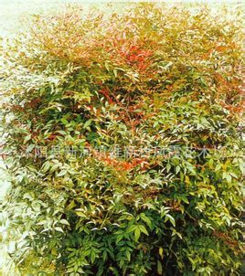 南天竺图册_360百科