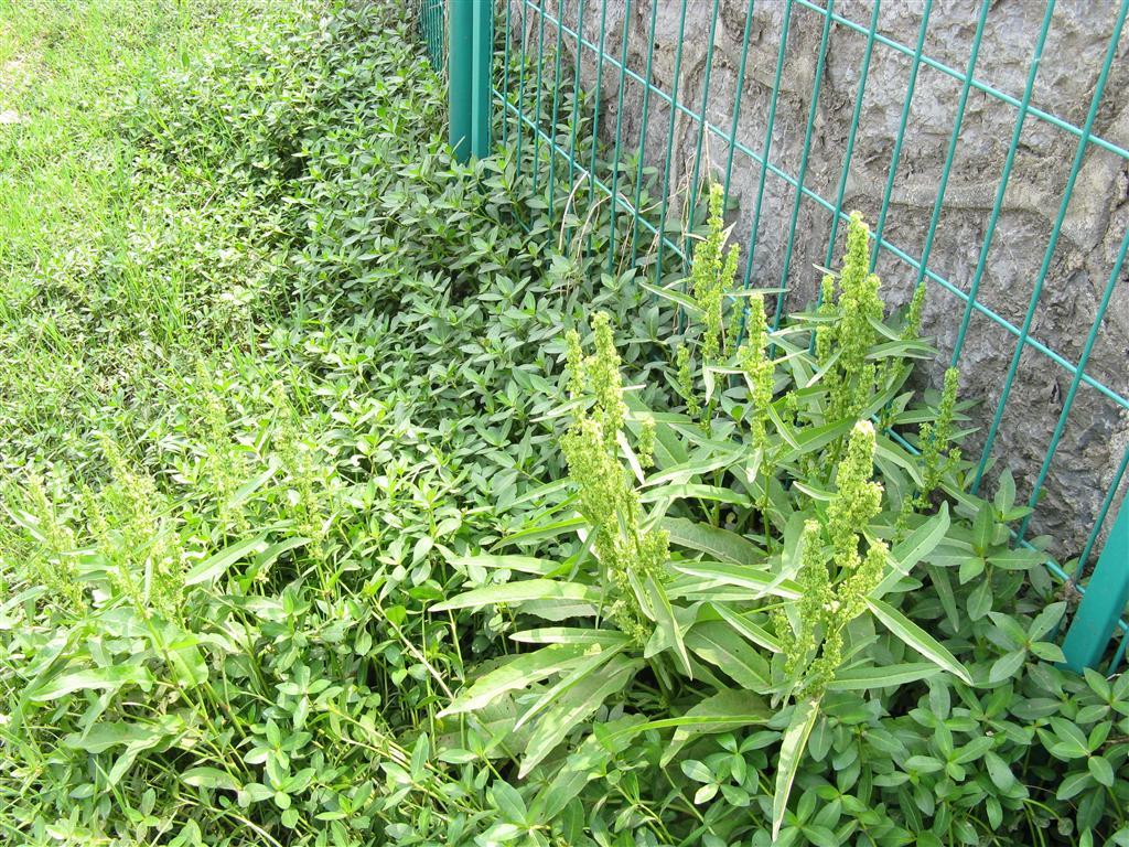 酸模属_360百科