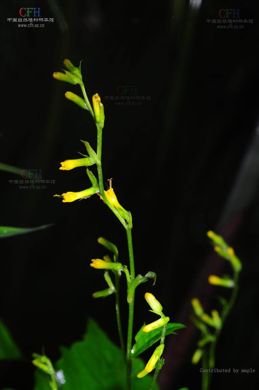 羽裂华蟹甲草-秦巴野生植物-图片
