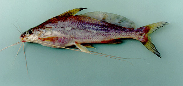 辛格鳠动物辐鳍鱼类