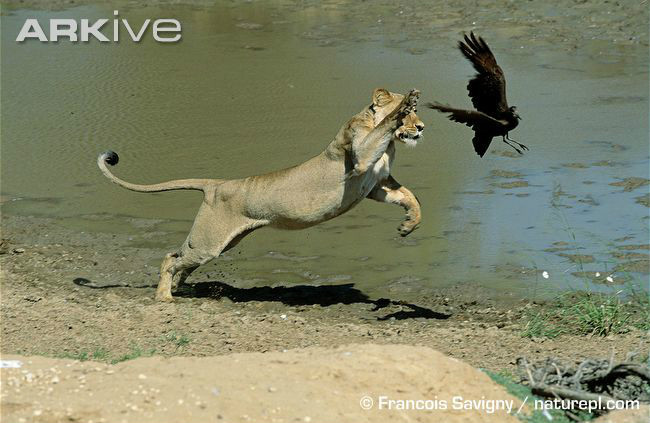 恒温动物图册_360百科