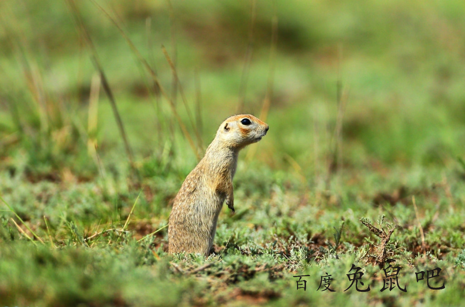 中国图库-动物-小仓鼠
