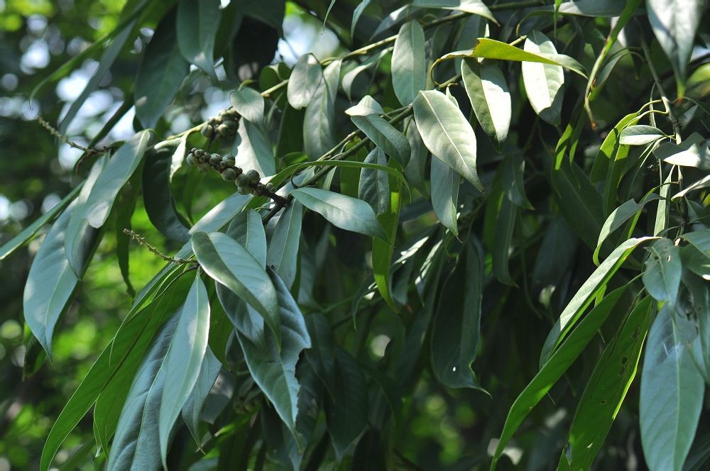 柯树皮 - 求真百科