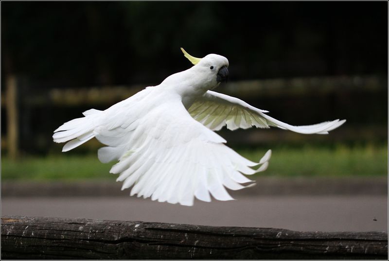 小葵花凤头鹦鹉 360百科