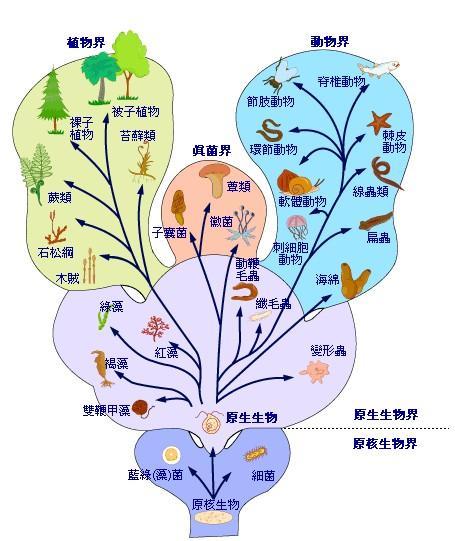 植物分类学(植物 名词)