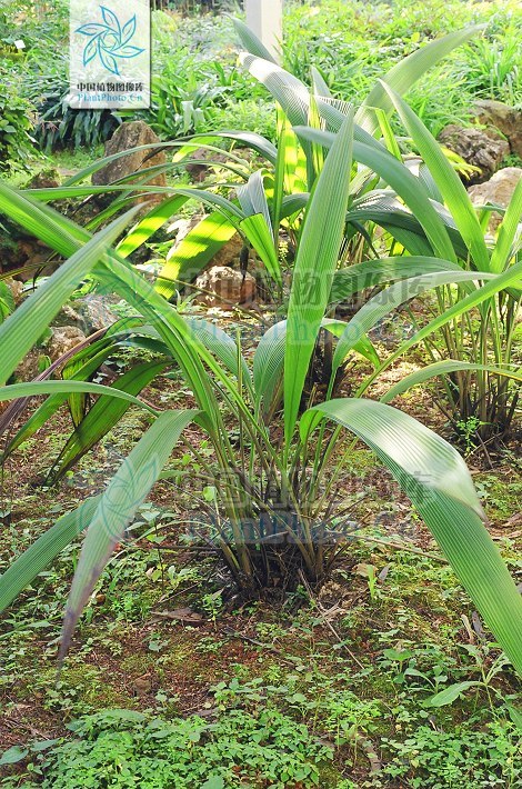 中华仙茅图册_360百科