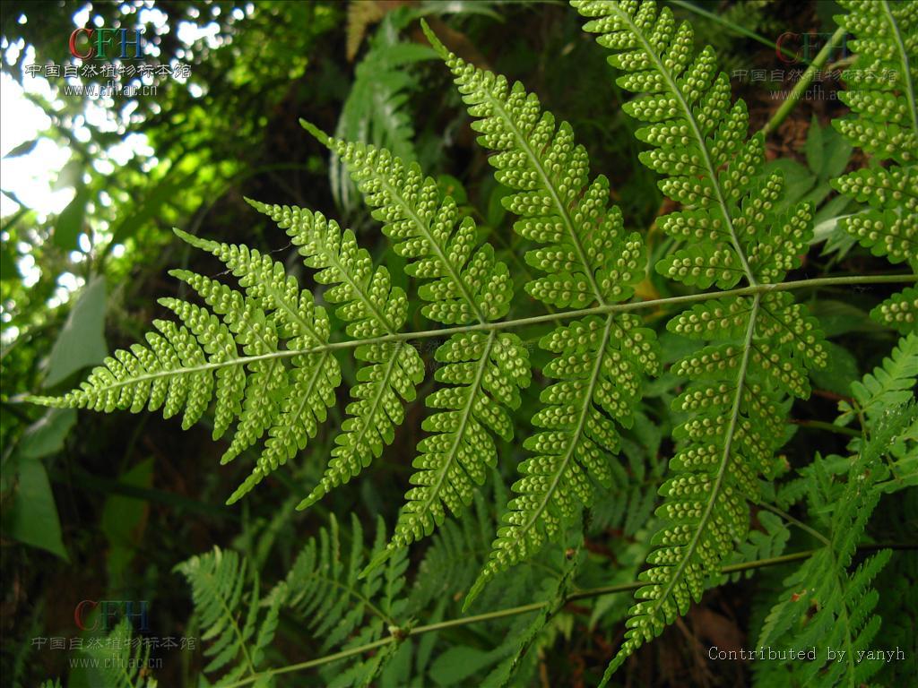 绿色蕨类植物图片摄影图__花草_生物世界_摄影图库_昵图网nipic.com