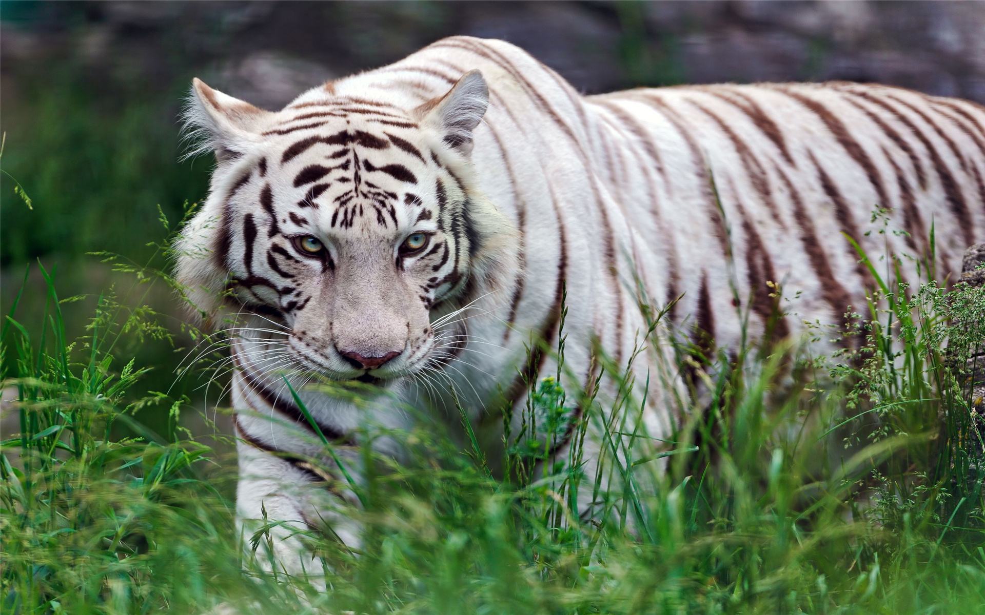 白虎—动物图片—美图美秀