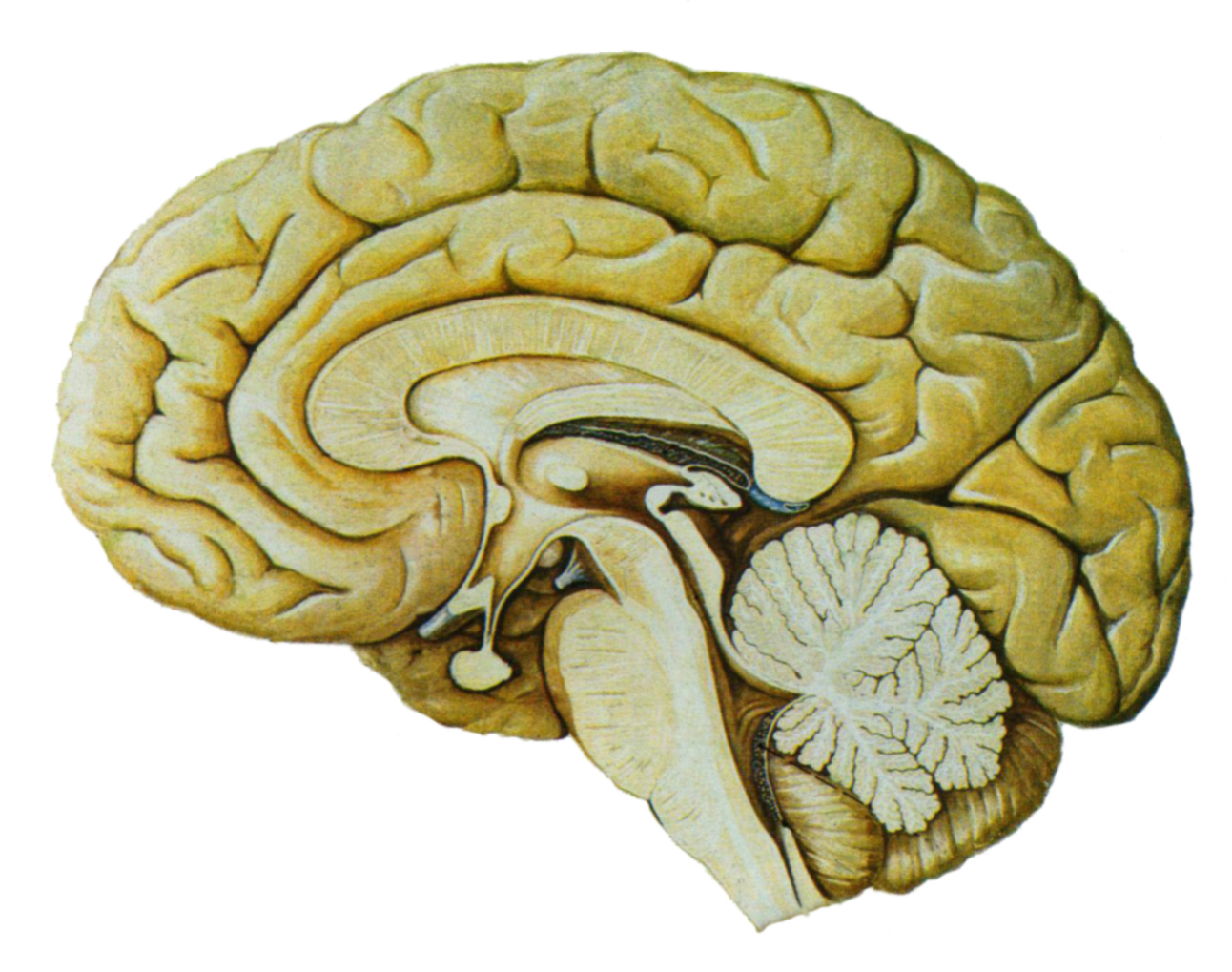 顶盖(信息通讯)